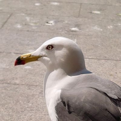 B1PCvbIcnl72038's profile picture. 