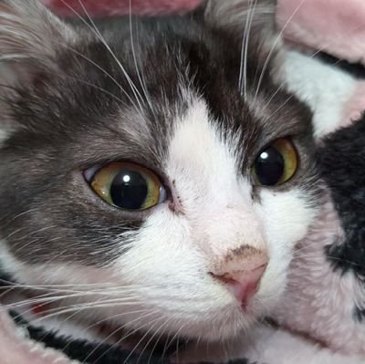 こざくらさんのプロフィール画像