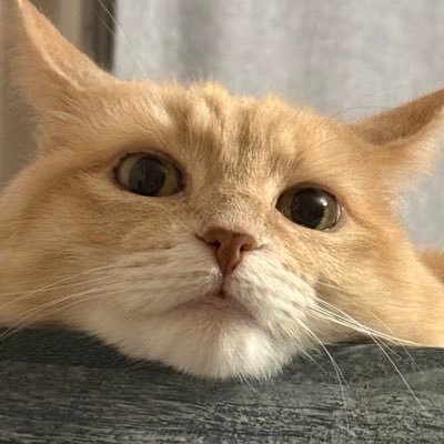 spacekittuh's profile picture. 