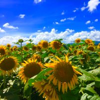 さえまる (@7dt6ek7) 's Twitter Profile Photo