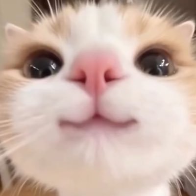 qcllxs's profile picture. 05ð2025äžã«éŒ»ãã«è²Žæãšæ¯åç¯æ£