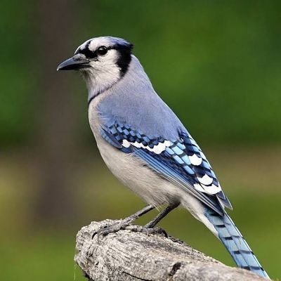 Bluejays1833's profile picture. 