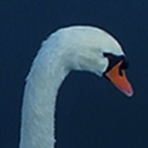 sakurauchi0206's profile picture. よろしくお願いします。