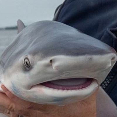 Fappizt's profile picture. Archangel Michael Enjoyer 🪽. SIGO a 🎨 artistas de Helltaker 🎨 y dibujo (muy de vez en cuando)

I follow Helltaker's artists🎨 and i rarely do draws