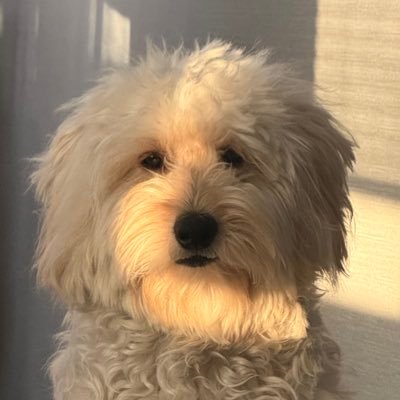 DoDo도도さんのプロフィール画像