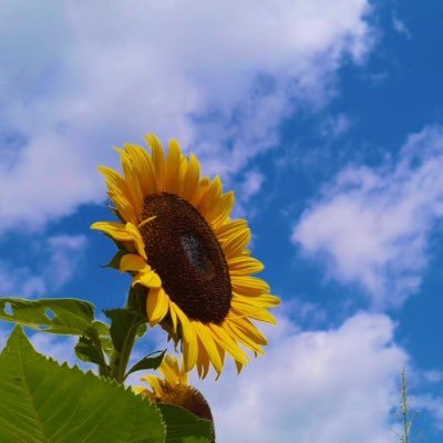 guitar_music214's profile picture. ログアウト