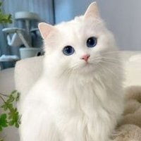 بياري (@an36c) 's Twitter Profile