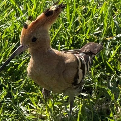 LokiPeacemaker's profile picture. 