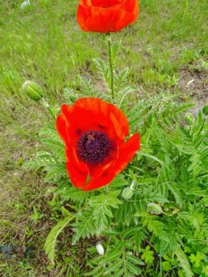 greyvolf20256's profile picture. 