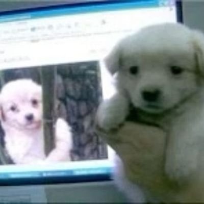 doggae3's profile picture. 