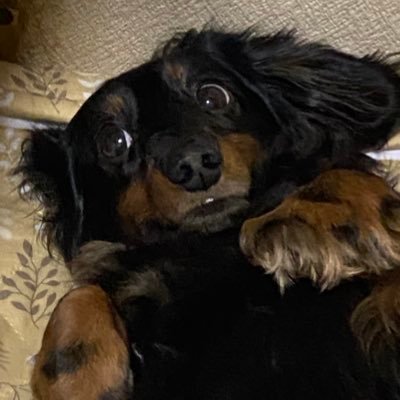 kuukai0620's profile picture. 岩手で活動してる社会人音ゲーマー/舞16579 LEGEND/ウニ プラポセだった 無言フォロー失礼しますm(*_ _)m