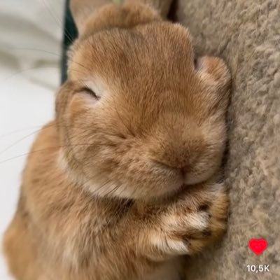 497saints's profile picture. mashallah