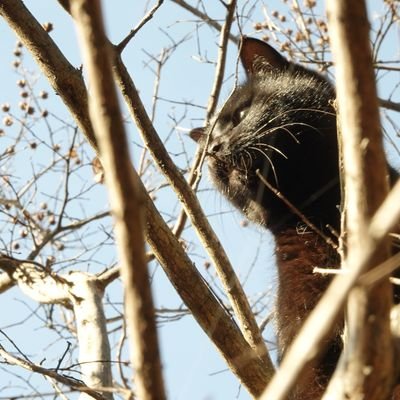 納戸から出し忘れていたような猫の姿や海岸線の様子などをプロフィールとして紹介したくなる。気持ちをより深く外へと向けさせようと思う。眠り足りないのだろうか?