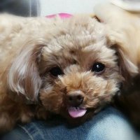 茶狸ちゃだ丸 (@chada_maru) Twitter profile photo