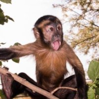 ᗰOᑎKEY (@monkeyincogn8) 's Twitter Profile