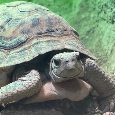 カメヱさんのプロフィール画像