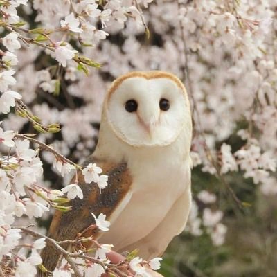 LSuares71584's profile picture. I just turned 19 and I like sprunki but I'm multi-fandom. I created this account just to see other accounts XD, I might start posting.🇦🇷