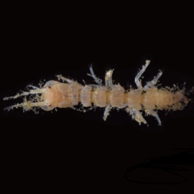 SQIGMK4WZpjVkMj's profile picture. 北大 博士課程1年 甲殻亜門タナイス目アプセウデス亜目