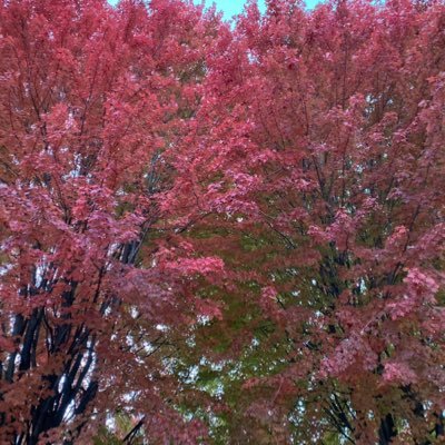 alecheverri1's profile picture. Soy humanista y demasiado woke para los fachos. Imagine 🎶 🕊 El silencio es cómplice! Detesto lo que está haciendo Israel con el mundo. Look up!