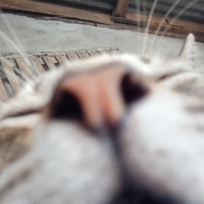 b0chard's profile picture. アイスクリームすきです！

bsky: https://t.co/FkKimO304t