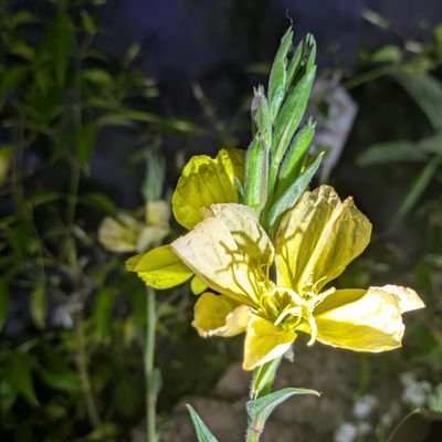 honnomushi1104's profile picture. 20↑
雑多垢
節操ない基本夢女オタク
漫画から文学、ドラマ、歴史、競馬まで
詳細はリトリン
空リプ常習犯
無言フォロー失礼します🙇
ヘッダーお借りしています！
取引垢も兼ねてます