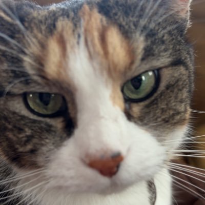 voq1242422's profile picture. 