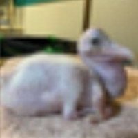 jinjja (@jinjjaimpact) 's Twitter Profile