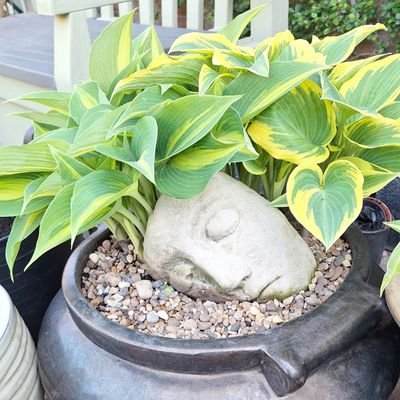 Gardening enthusiast & experienced professional nursery worker specialising in supporting adults with special needs.