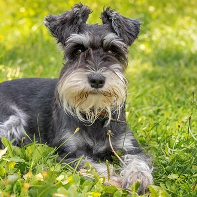 Nauzer99's profile picture. https://t.co/ERLW4T1NFn