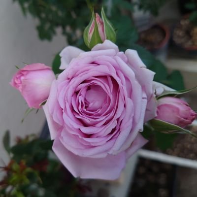 itoukenji4's profile picture. 宜しくお願いします