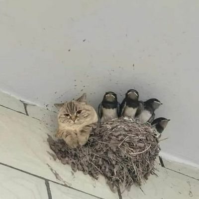 DawgyTheo's profile picture. I might be wrong but you might not be Right too
