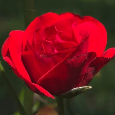 AmberPh13313229's profile picture. Pro Humanity/ Christian/ Proud American/ Married to my Soulmate/  Peace, Love, and Breakfast for ALL/ MAGA
No crypto/spam/porn BS