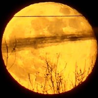 dave (@staunch2068) 's Twitter Profile