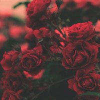 خطابة ثقة سعوديين (@khhilsdn) 's Twitter Profile