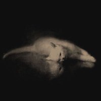 Aki (@paperdecay) 's Twitter Profile