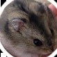 jkuwmdagptj's profile picture. 子供と一緒にポケカ集めてるおじさんです。たまにコレクション放出したりしてます。宜しくお願いします^_^