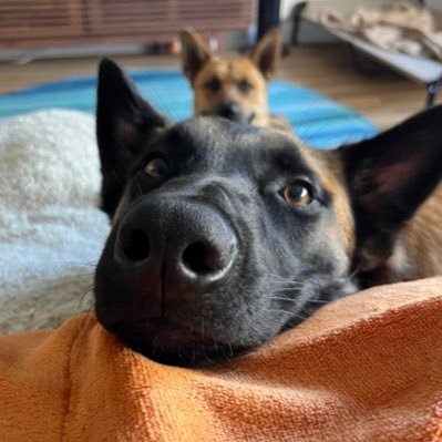 AnnettegoMeoww's profile picture. WL | pancakes| cats| shepherds