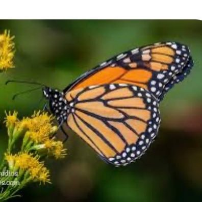 nelta_raymond's profile picture. God, Family, America,