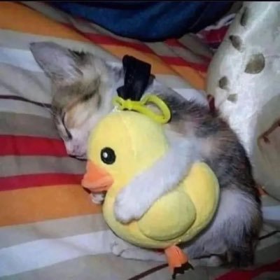 zmzmpo's profile picture. 