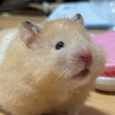 てんぷら24/8/30🍤クリームバンデッドロング🚹/ましゅまろ25/2/27🧁ホワイトロング🚺/🌈組 たんぽぽ🌼ローズ🌹