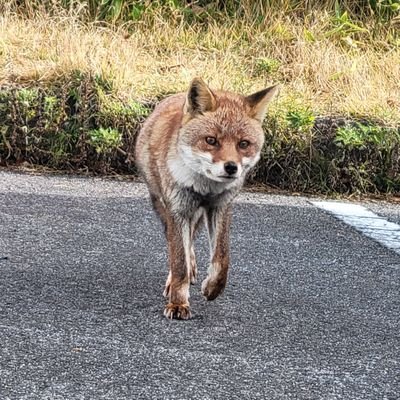 kitakitune_IT's profile picture. ECC_IoT部 29卒
一人旅や天体観測、狐が好きです
所持:FE/AP
勉強中:SC