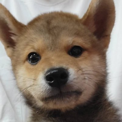 nachihiro07's profile picture. 面白いことは何でも大好きです ドラクエウォーク、原神、崩壊スターレイルを満喫中♪