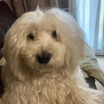 日々を家族と大切に過ごしています。読書と山歩きが好きです。家族には音痴と言われてましたが歌好きに変わりました。日本と韓国、中国の歴史を勉強中です。 我が家には犬、ウサギと亀が2匹いて、庭の木が小鳥の止まり場になっています。フォローしてくれた方へ、フォローバックは絞り気味にしています。ご容赦ください。