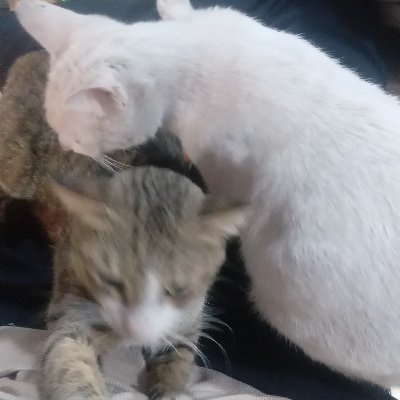 SimuraKohakuGD's profile picture. My previous account got locked so here's a new account now.