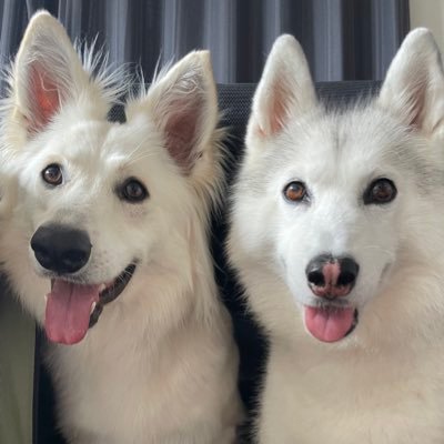 6歳のハスキー、アーニャ & 1歳のホワイトシェパード、ノルン /管理はゆう(INFP)、日常も呟くよ!小学生の息子と生粋のISTPの夫と暮らしているよ。写真等無断転載禁止。犬アカメインはInstagramです。