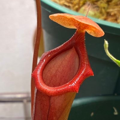 midooooridane's profile picture. 食虫植物が好きな高校生   ホムセン産をひたすら集めている初心者です。暖かい目で見てください  バービッジアエがすき