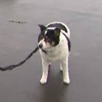 dPCjOSh81020087's profile picture. 犬の散歩