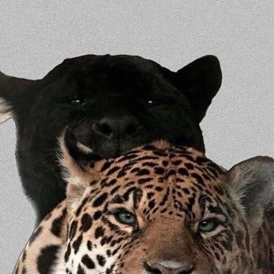 tony17ss's profile picture. 🎮 @empexgaming_