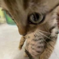 Deee (@insanedee18) 's Twitter Profile