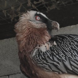 Casp_Jax's profile picture. he/it, fyi when we talk we use plural, might be hypersexual